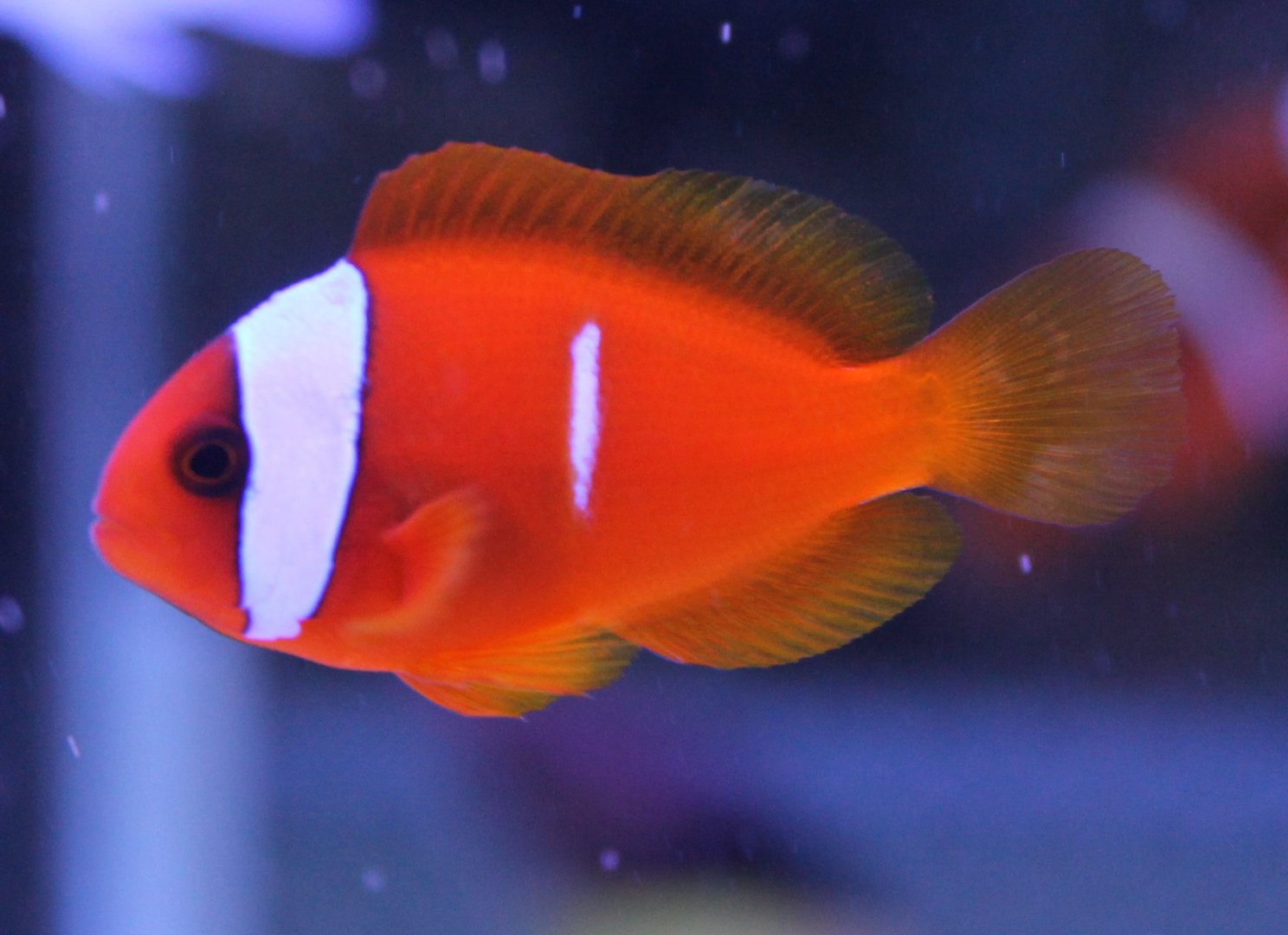 Amphiprion ID