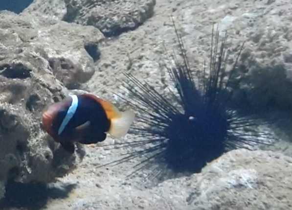 Amphiprion melanopus and Long-spined sea-urchin