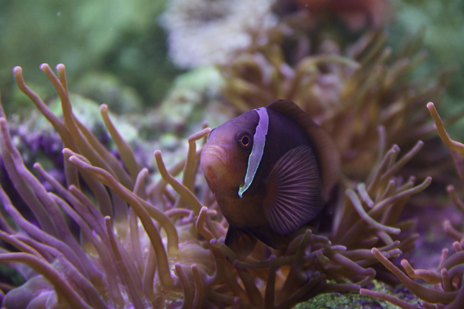 Amphiprion melanopus