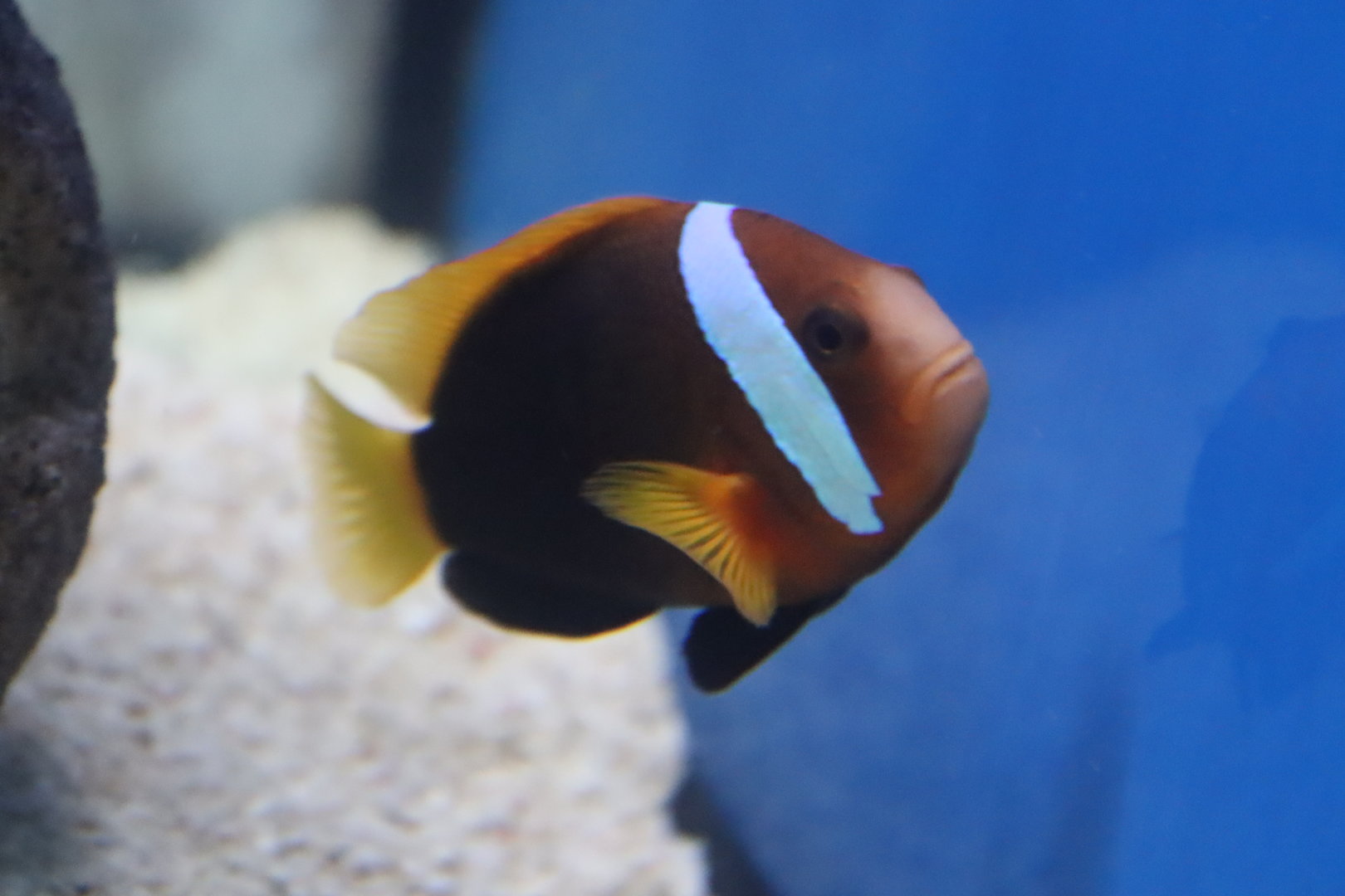 Amphiprion melanopus?
