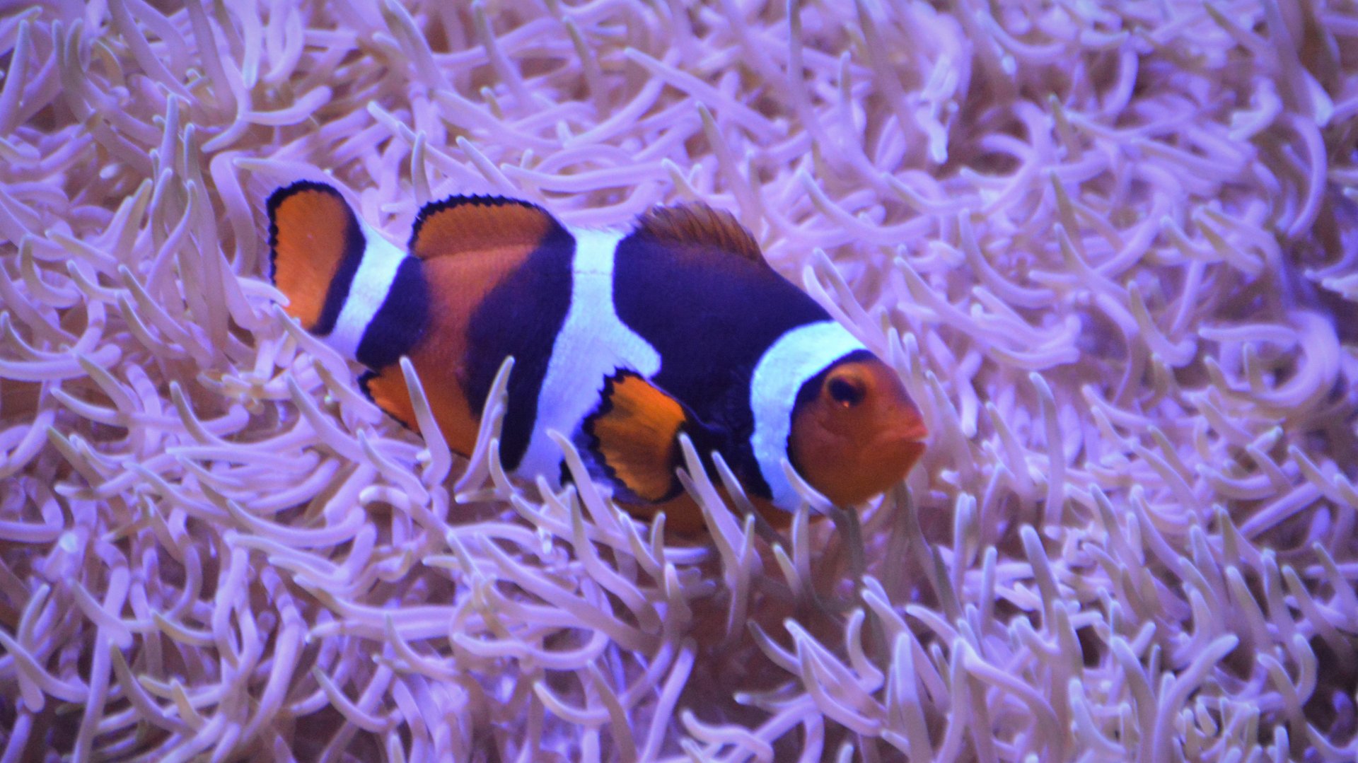 Amphiprion ocellaris in a Stichodactyla sp.