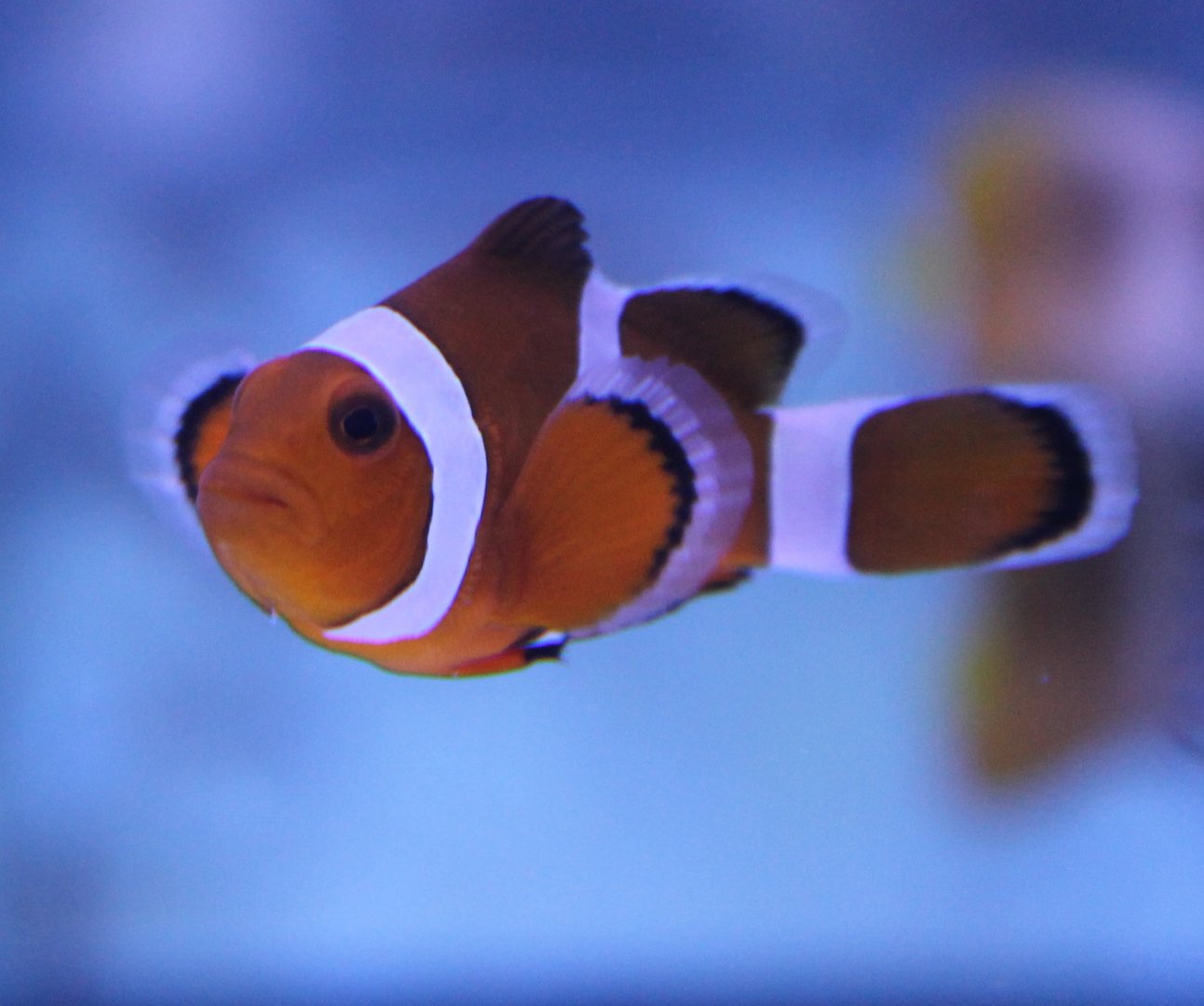 Amphiprion percula
