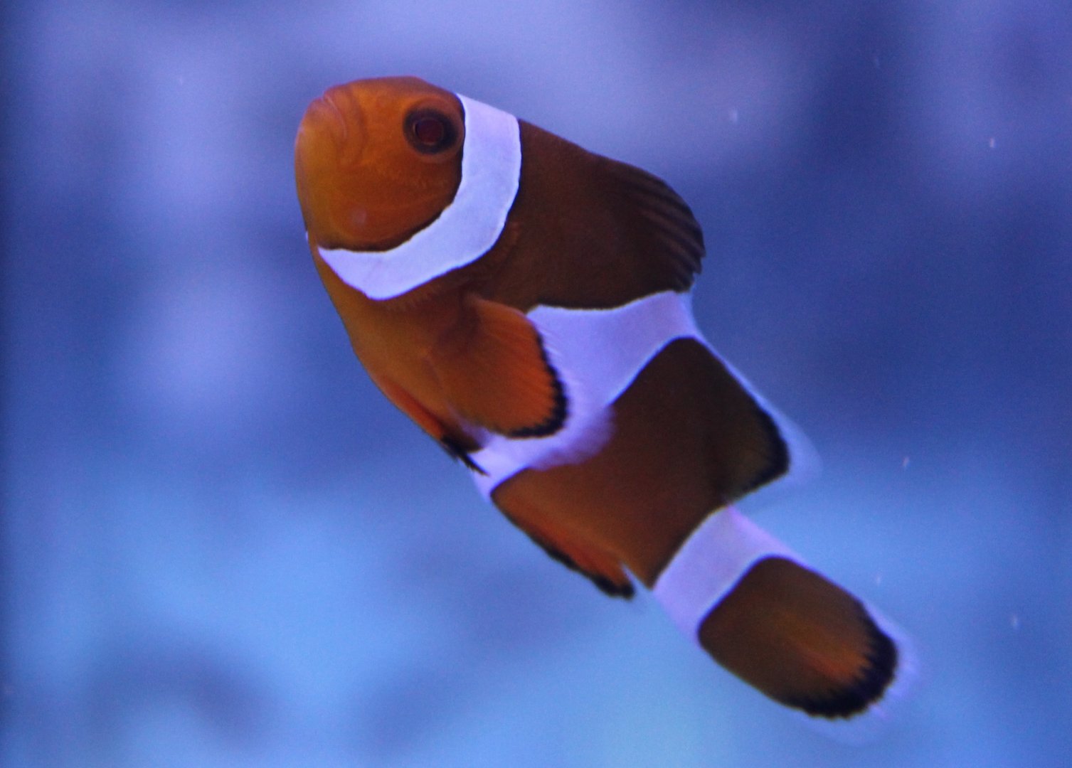 Amphiprion percula