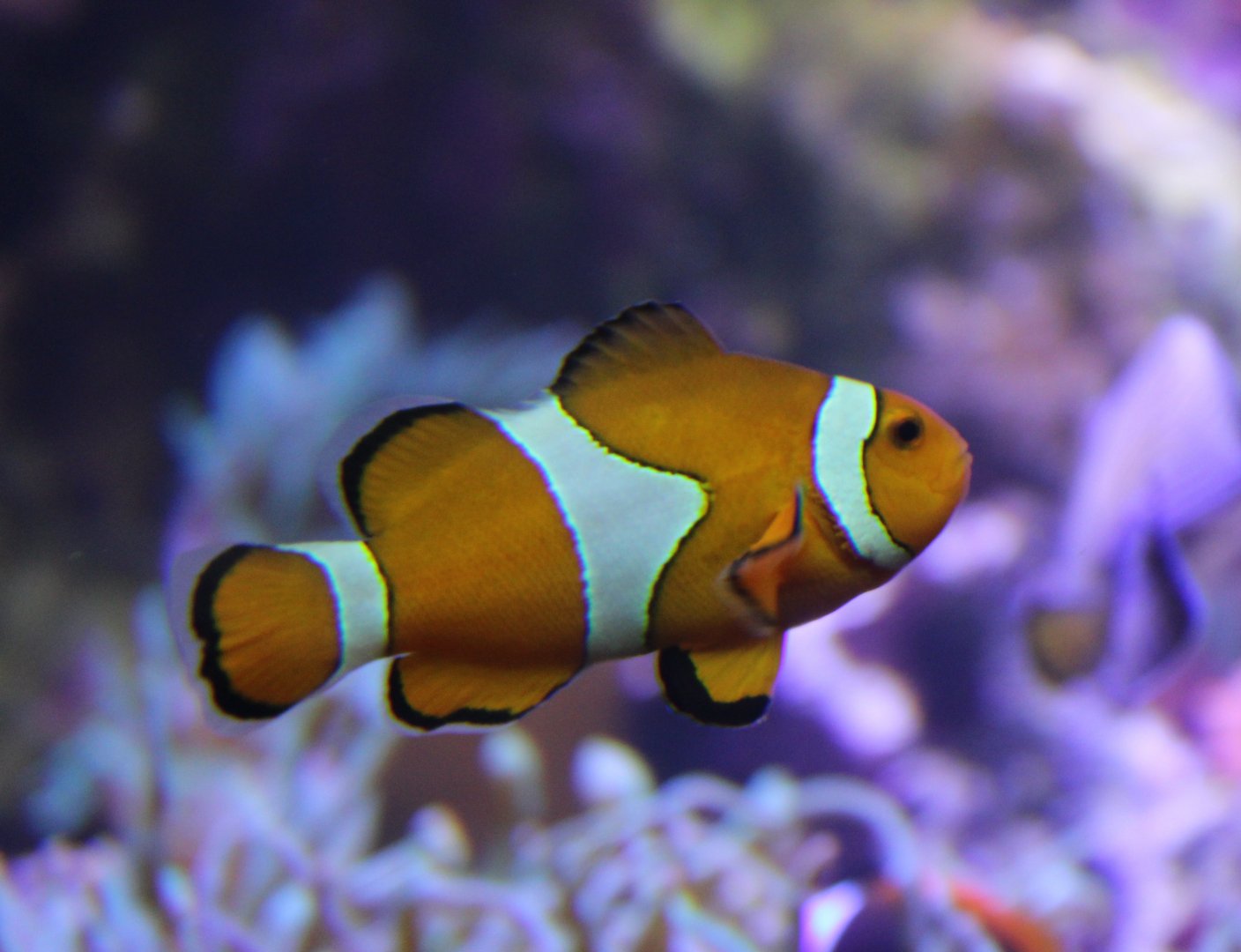 Amphiprion percula