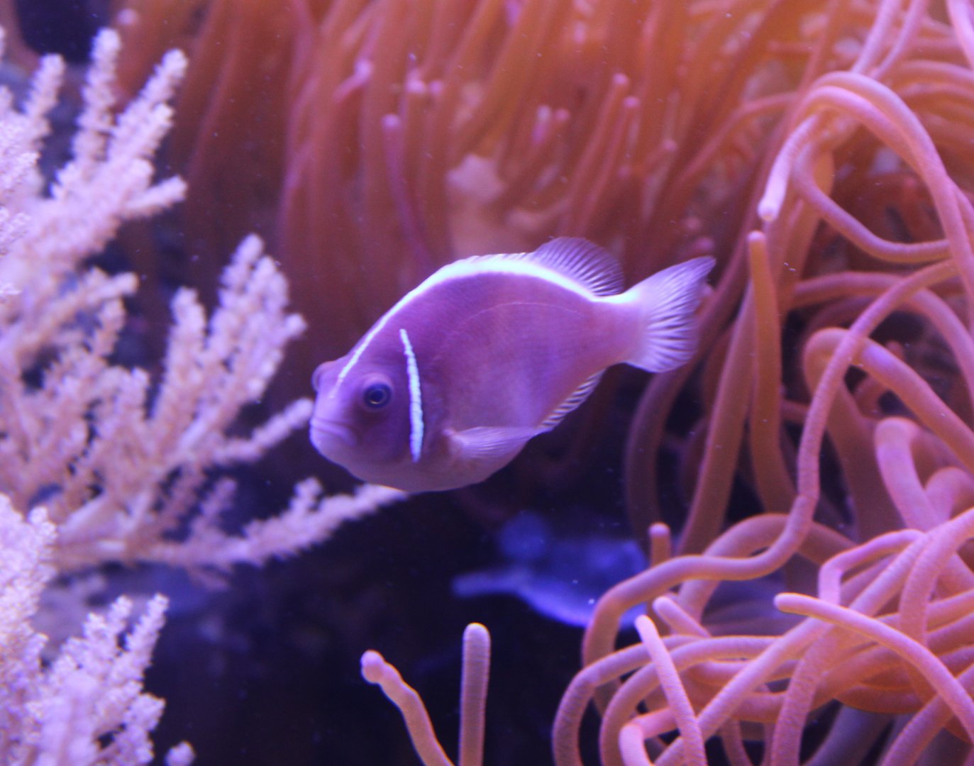 Amphiprion perideraion