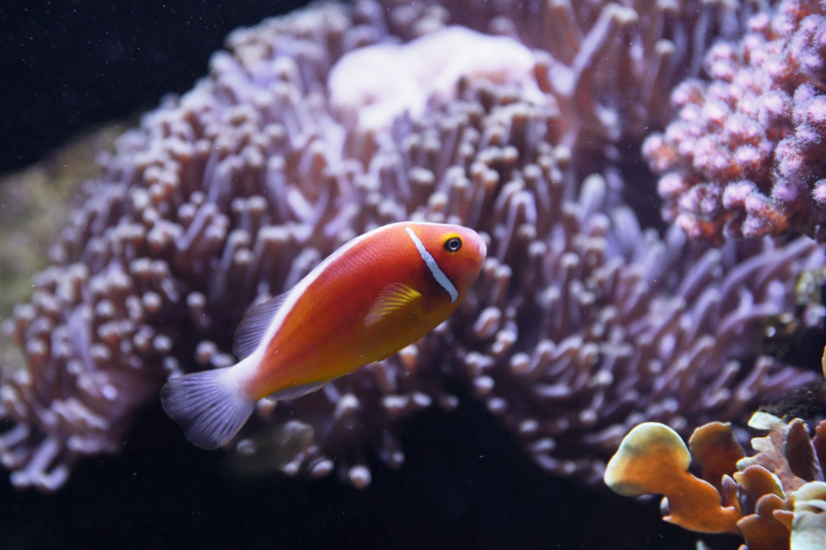Amphiprion sandaracinos
