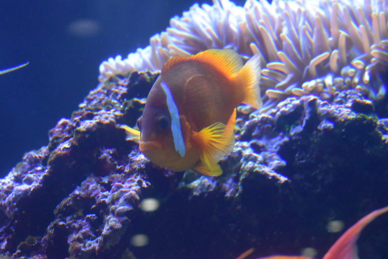 Amphiprion Spp ID?