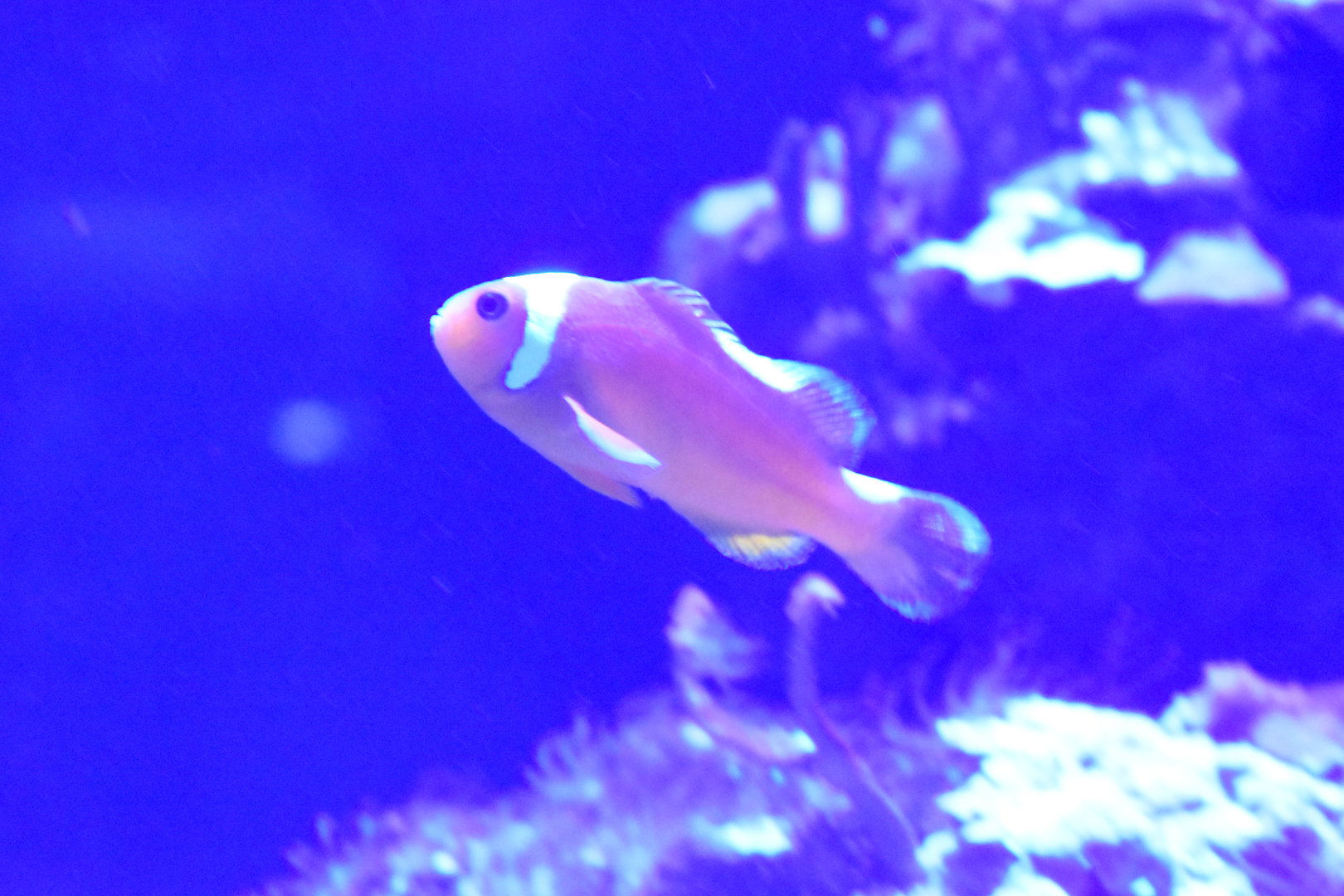 Amphiprion Spp ID?