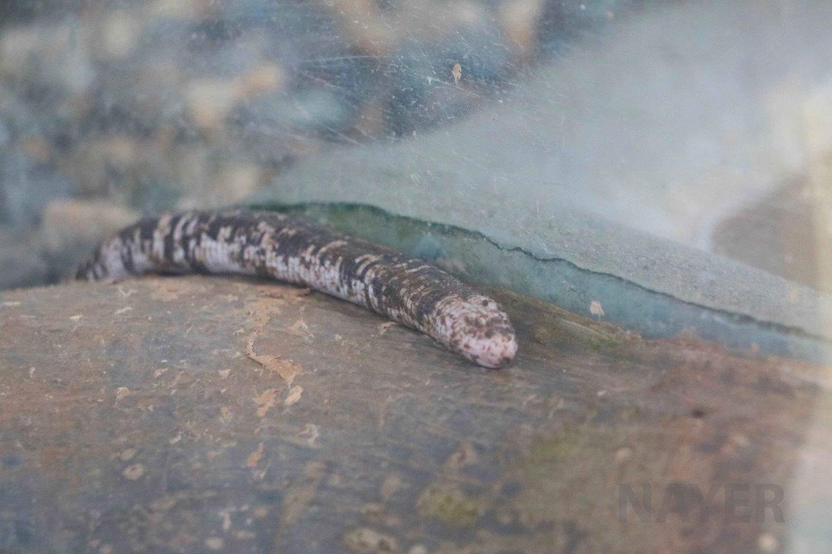 Amphisbaena fuliginosa, May 2016