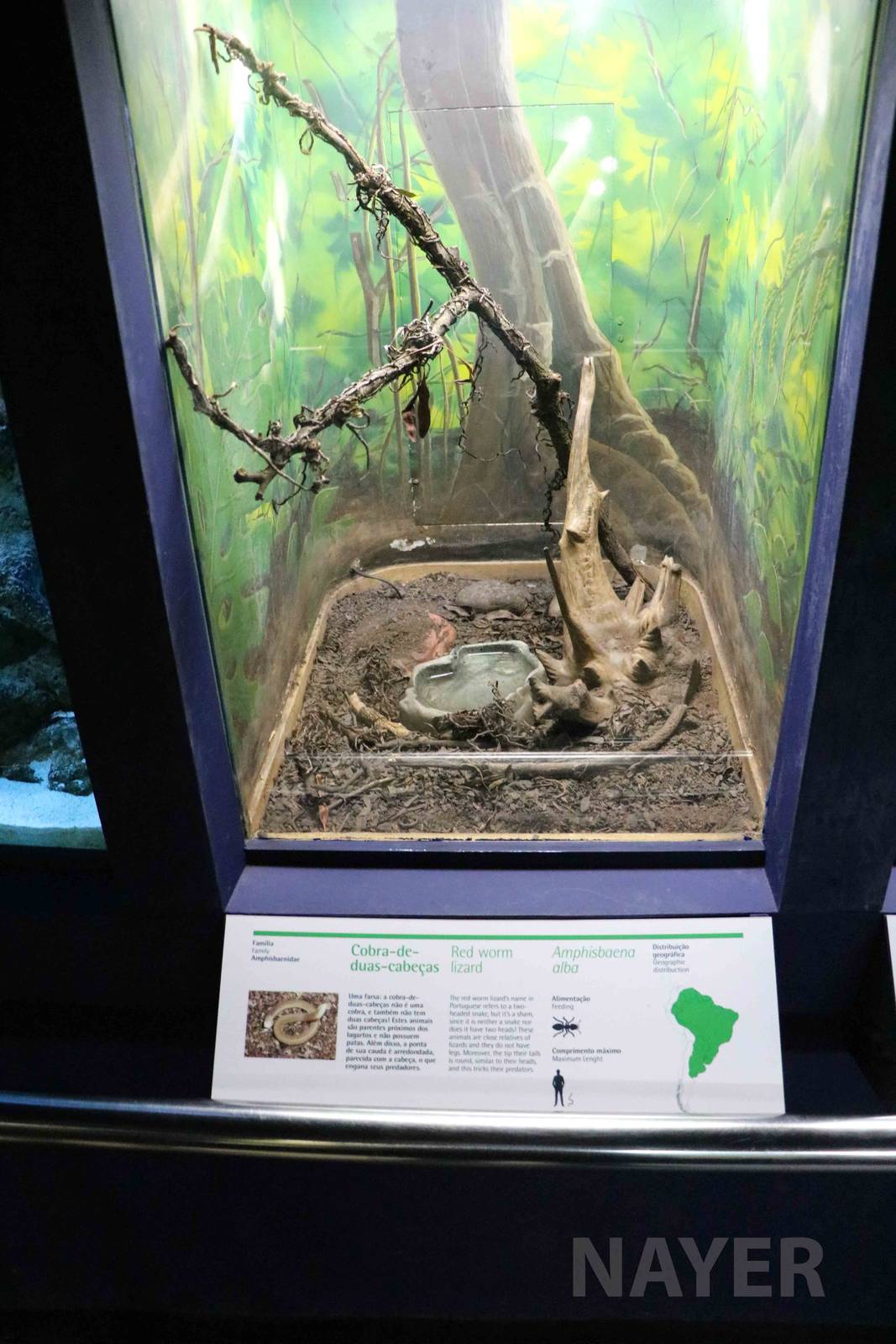 Amphisbaenian enclosure - Instituto Butantan, 2016