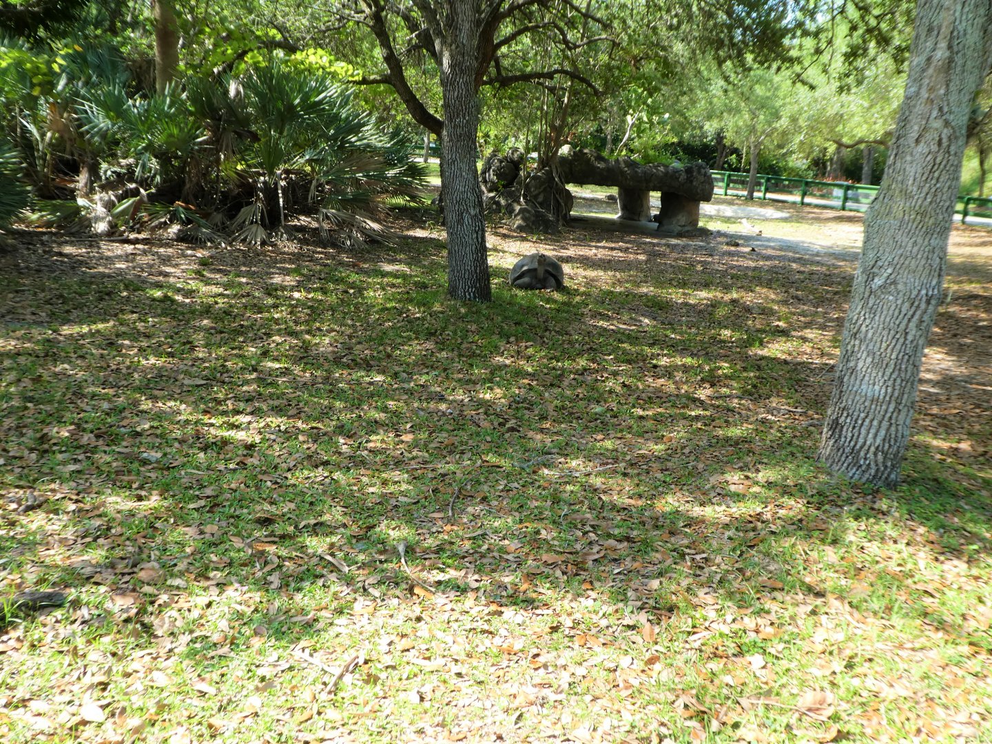 Amphitheater - Aldabra and Galapagos Giant Tortoises Exhibit