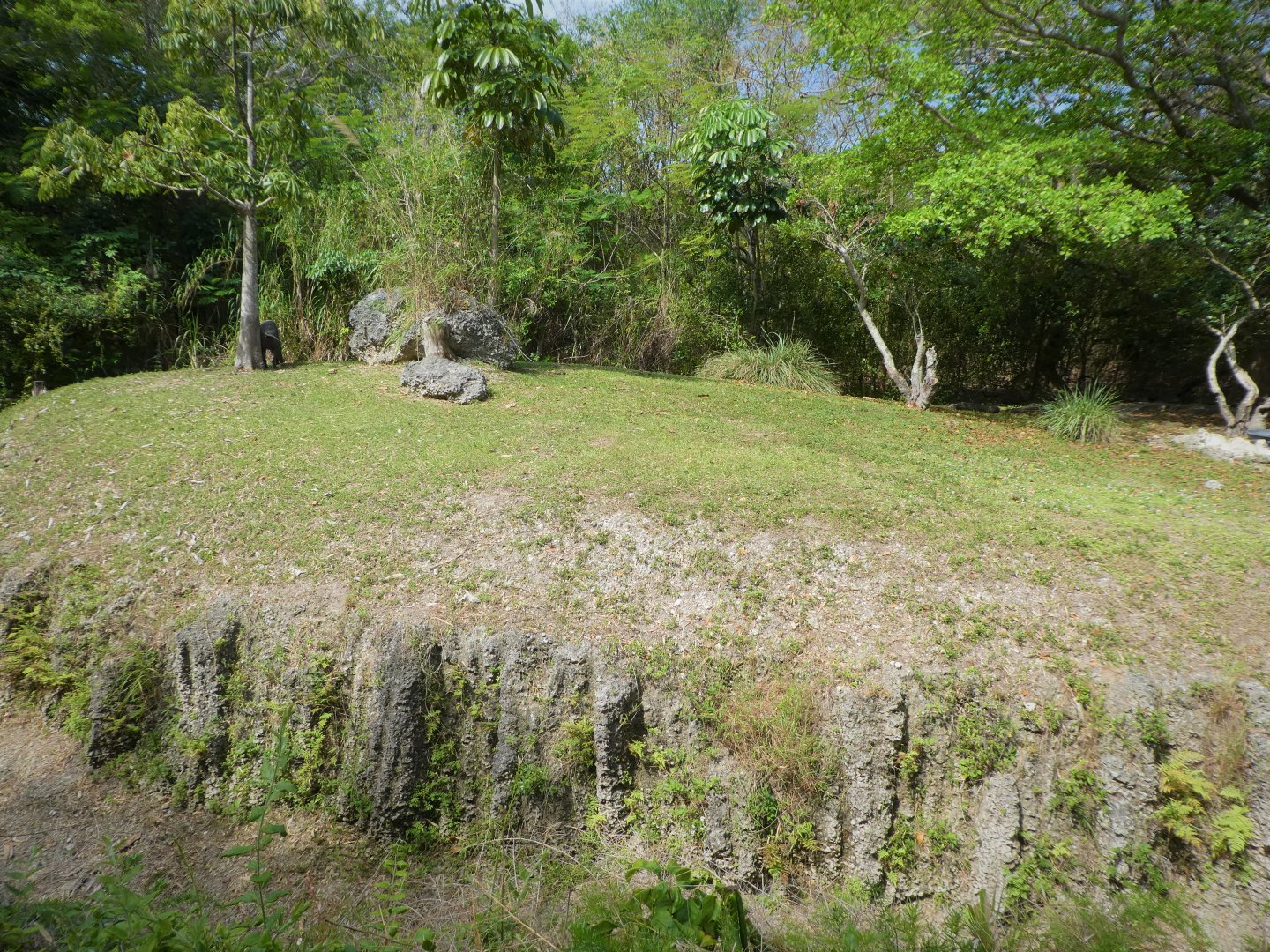 Amphitheater - Warthog Crossing - North Sulawesi Babirusa Exhibit
