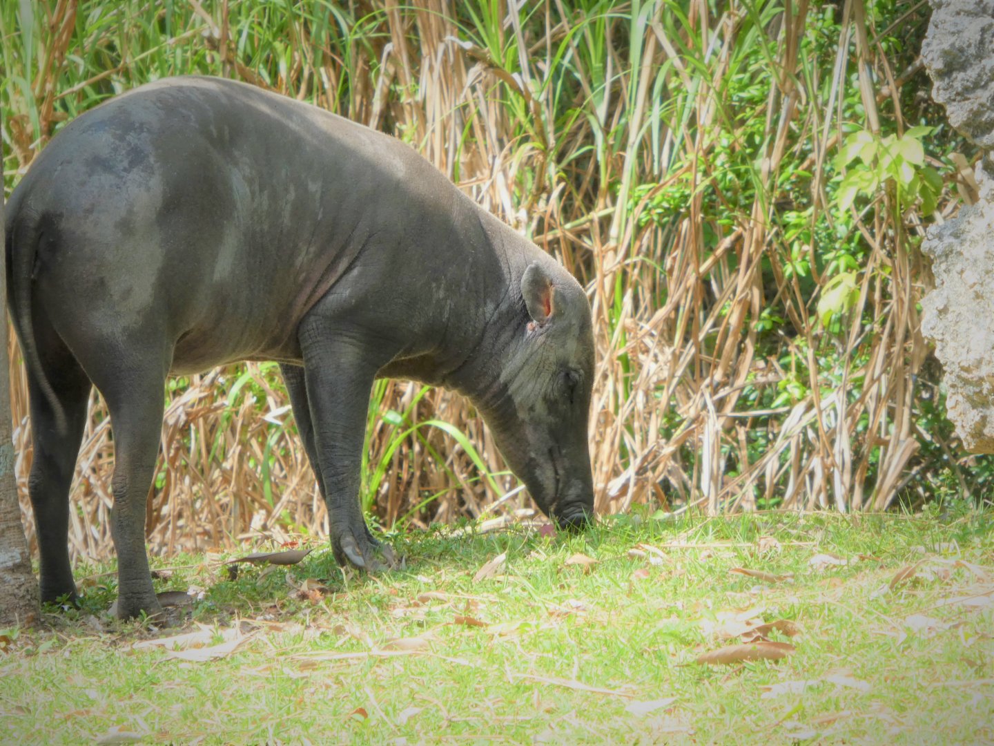 Amphitheater - Warthog Crossing - North Sulawesi Babirusa
