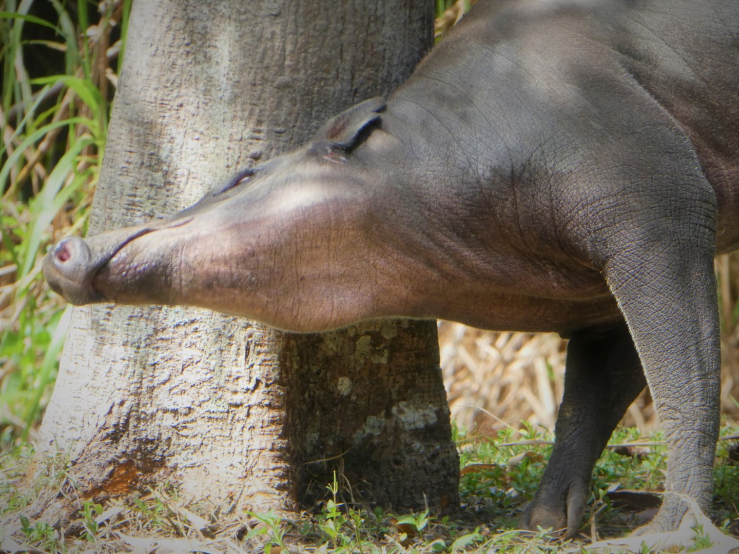 Amphitheater - Warthog Crossing - North Sulawesi Babirusa