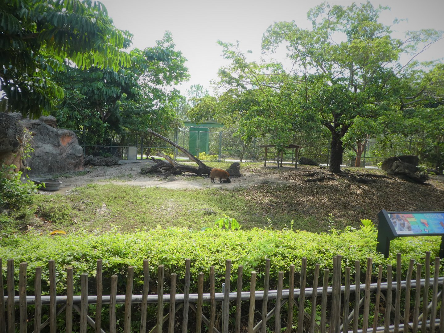 Amphitheater - Warthog Crossing - Red River Hog Exhibit