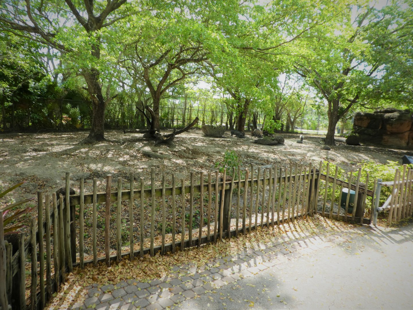 Amphitheater - Warthog Crossing - Visayan Warty Pig Exhibit