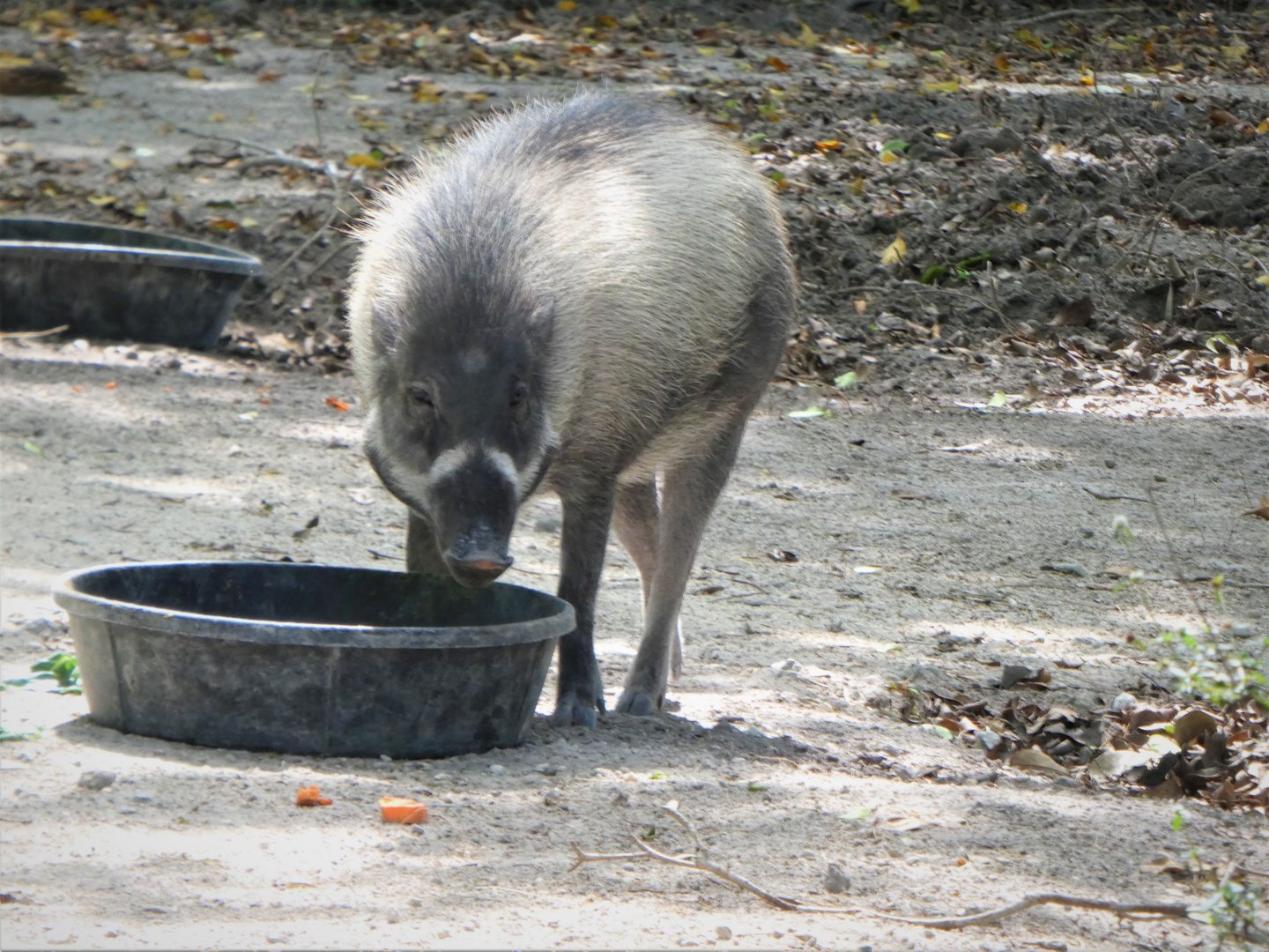Amphitheater - Warthog Crossing - Visayan Warty Pig