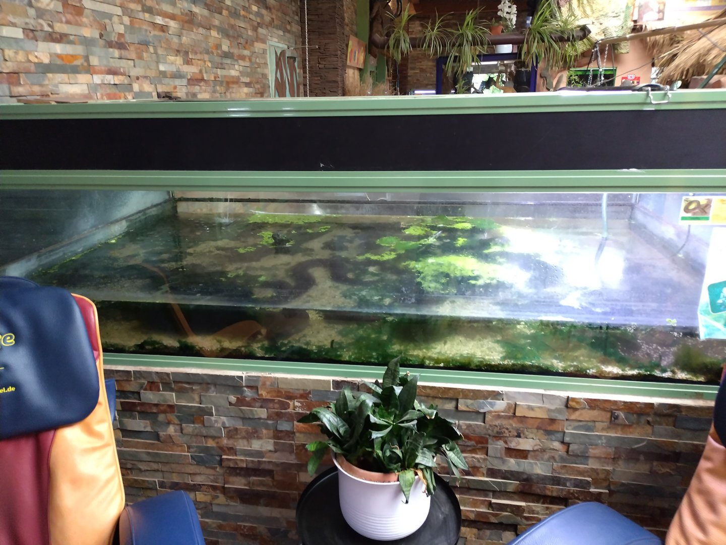 Amphiuma means enclosure