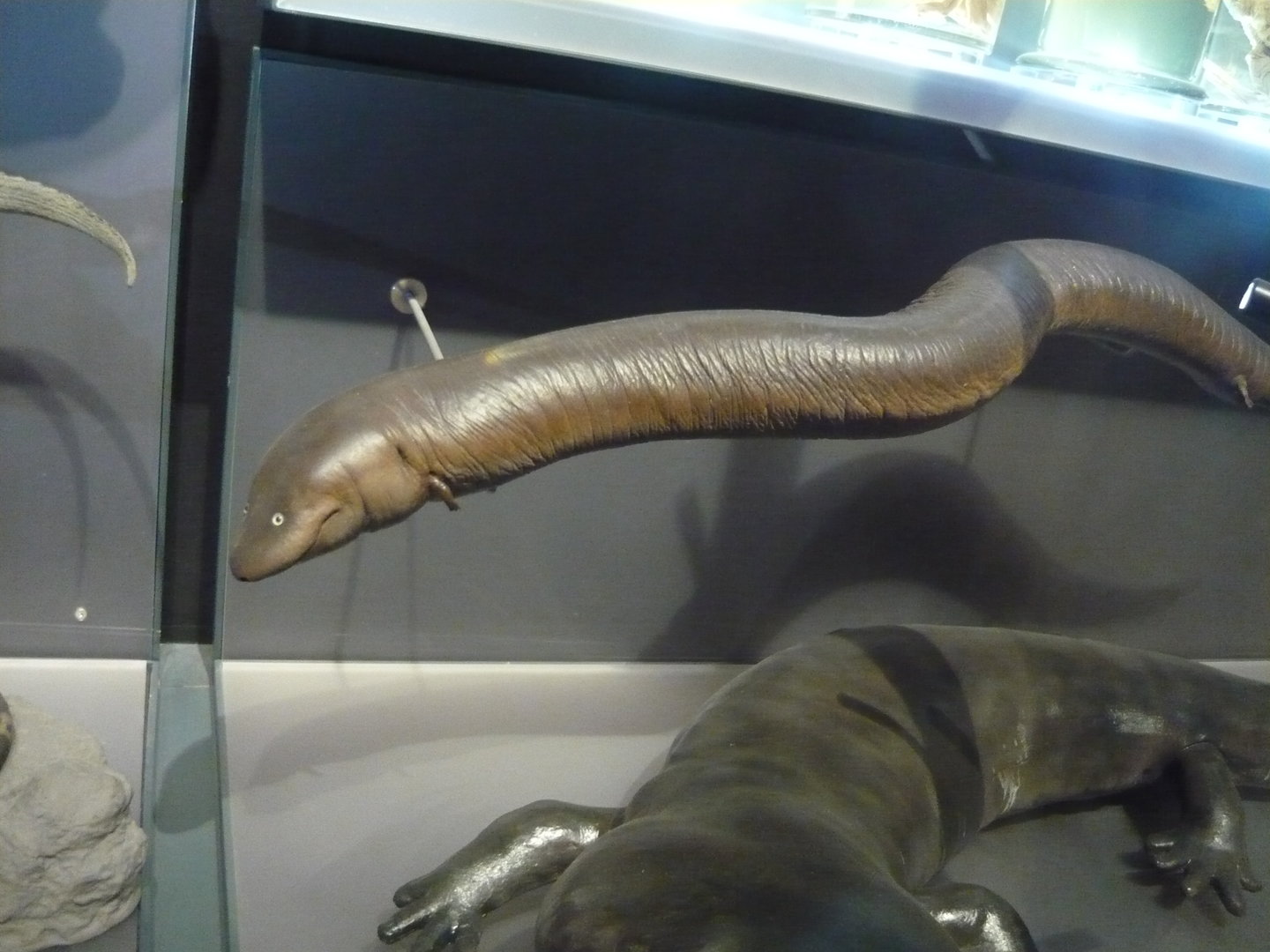 Amphiuma