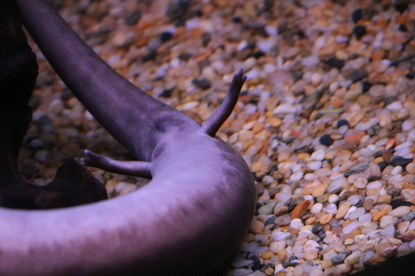 Amphiuma's toes, February 2016