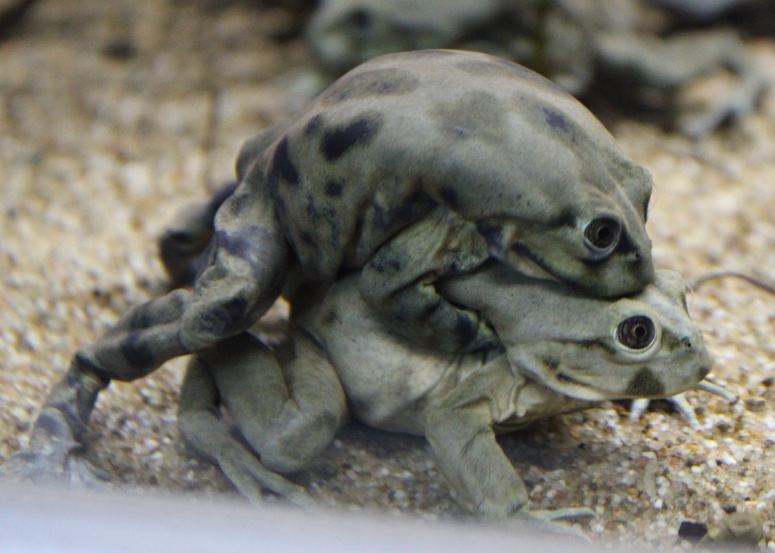 Amplex Titicaca waterfrog