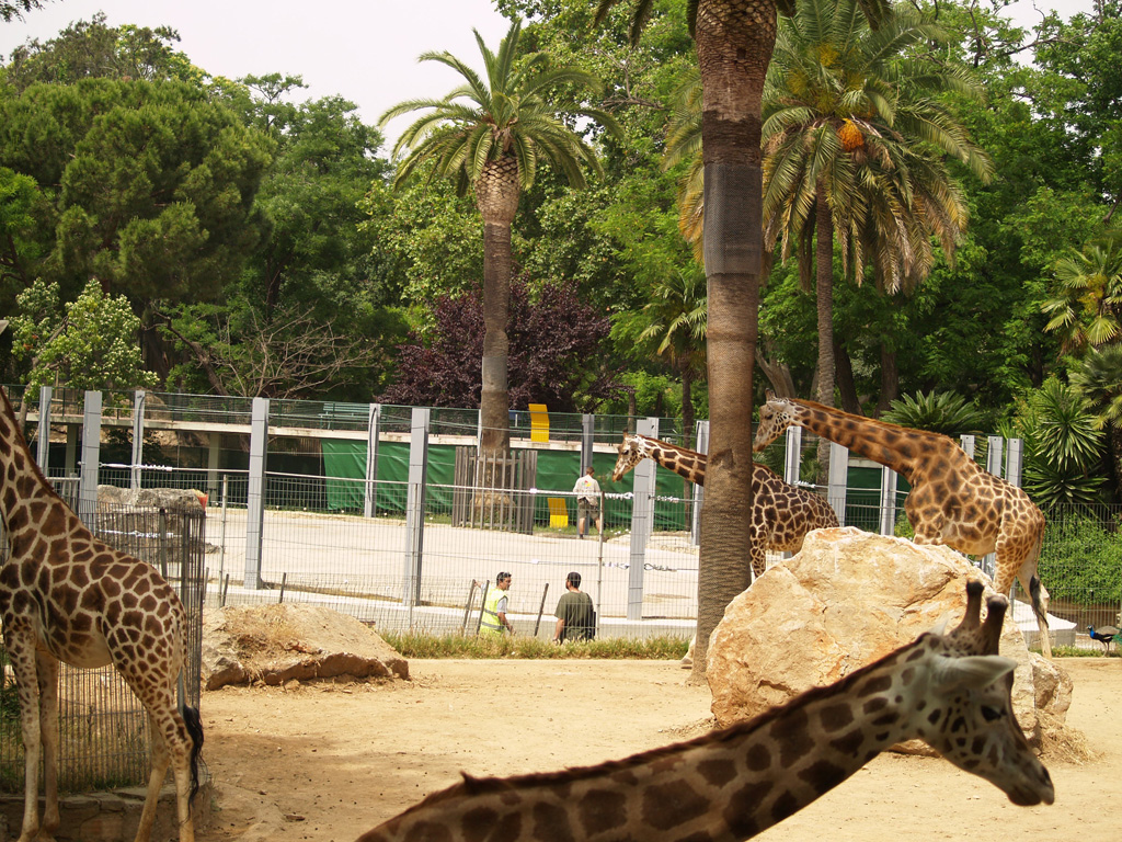 Ampliation of the elephant enclosure