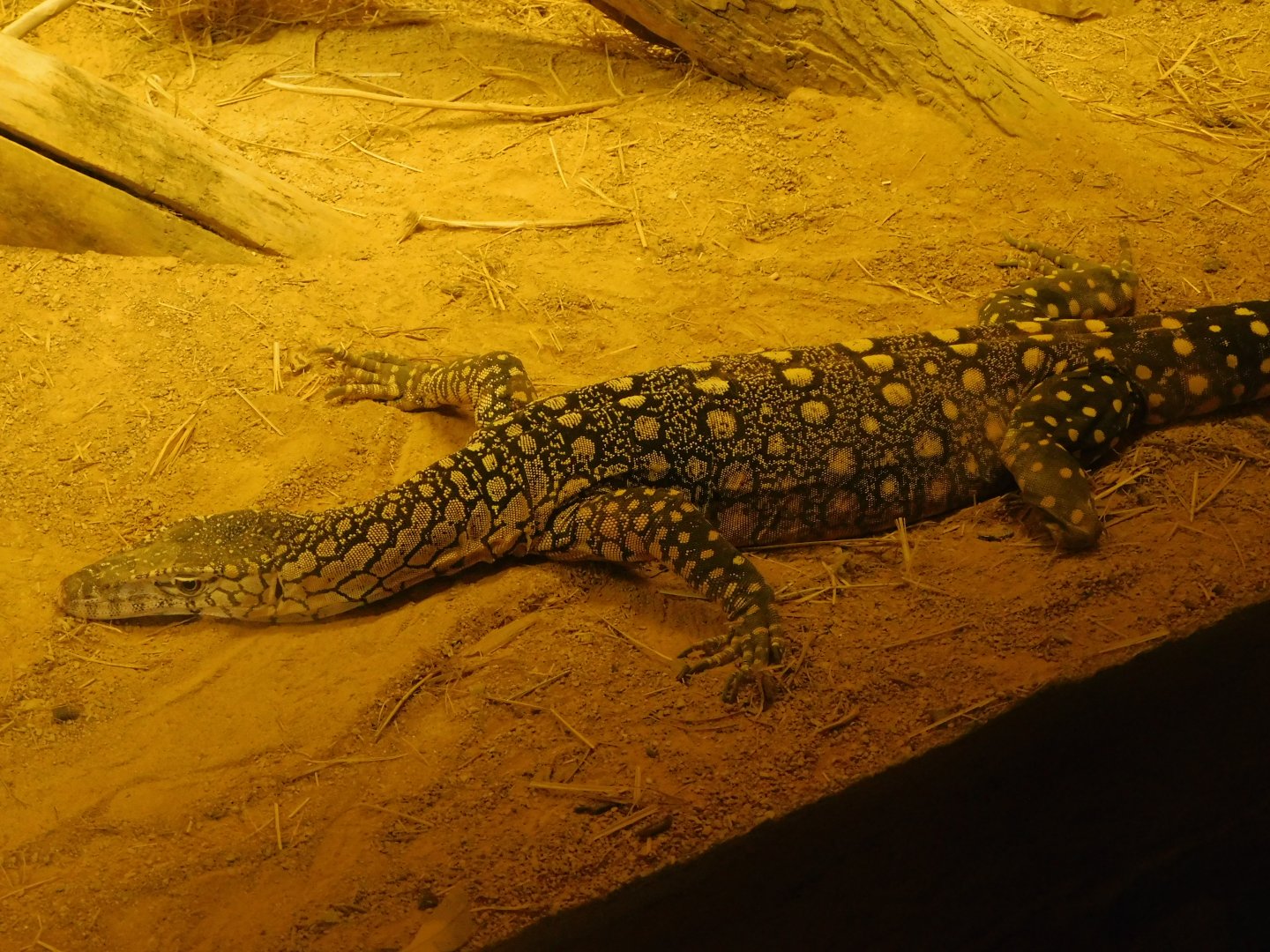 Amputated Perentie- March 21, 2022