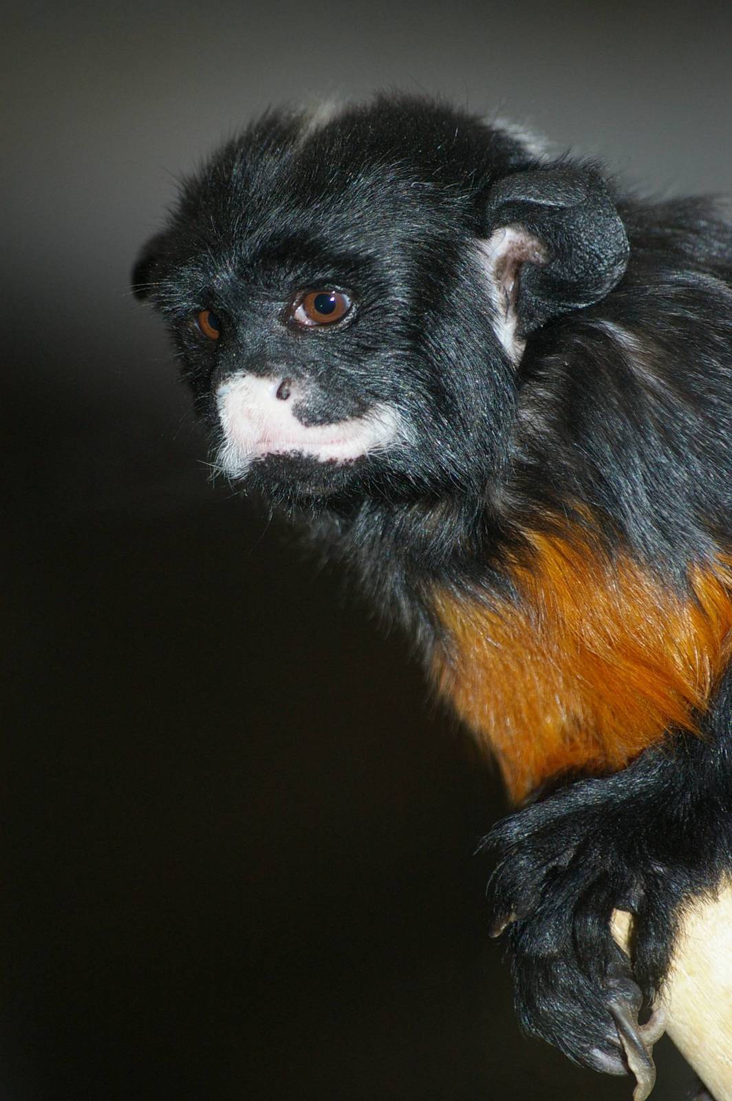 Amsterdam Zoo ("Artis")