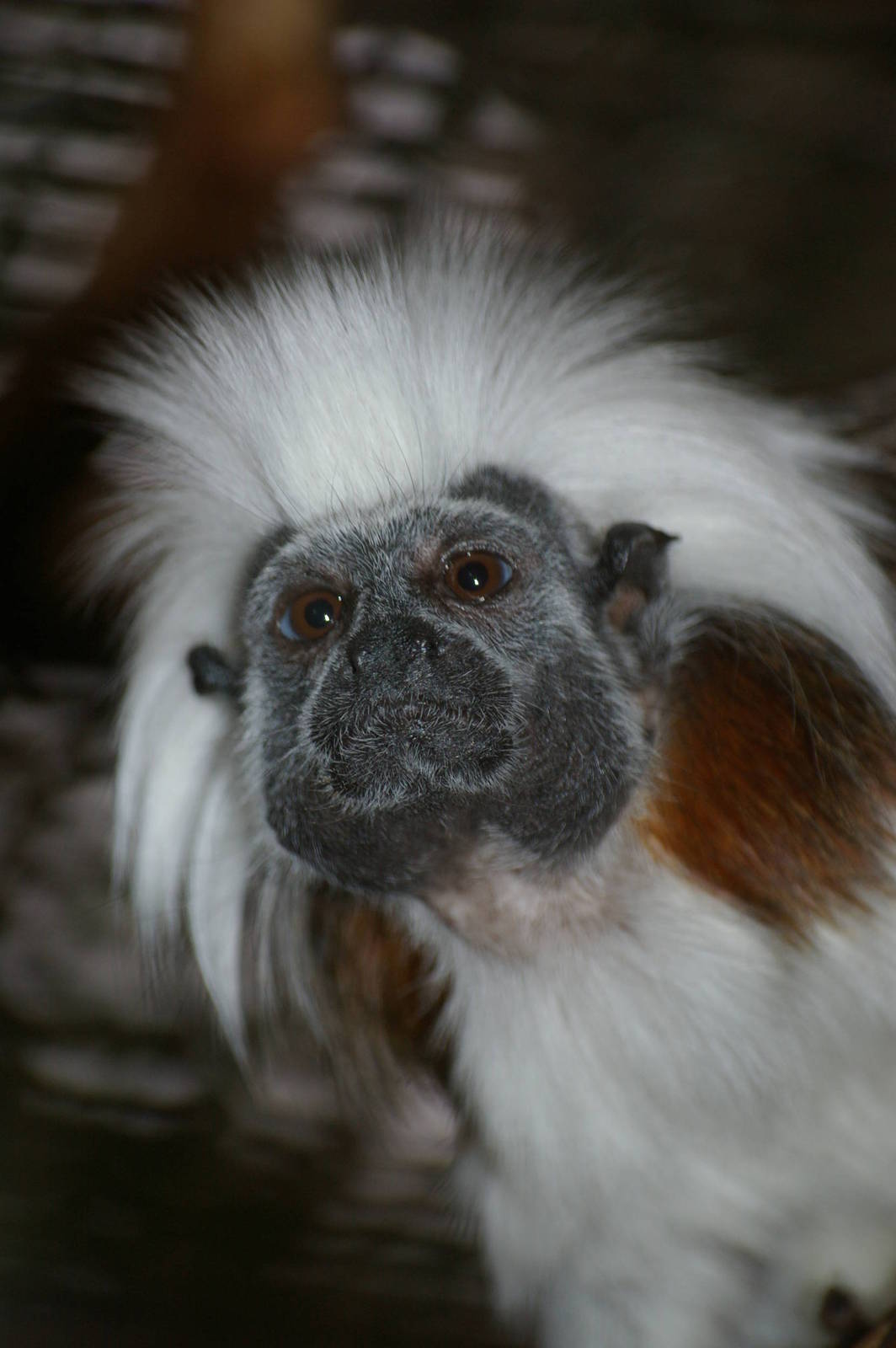 Amsterdam Zoo ("Artis")