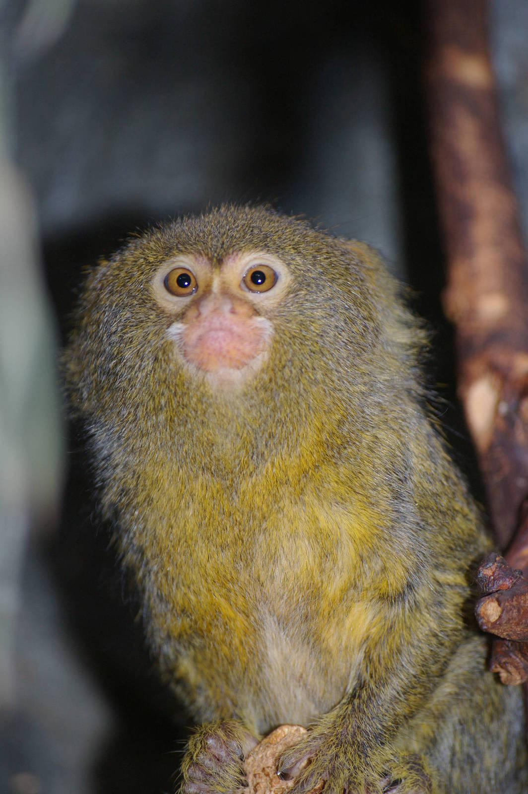 Amsterdam Zoo ("Artis")