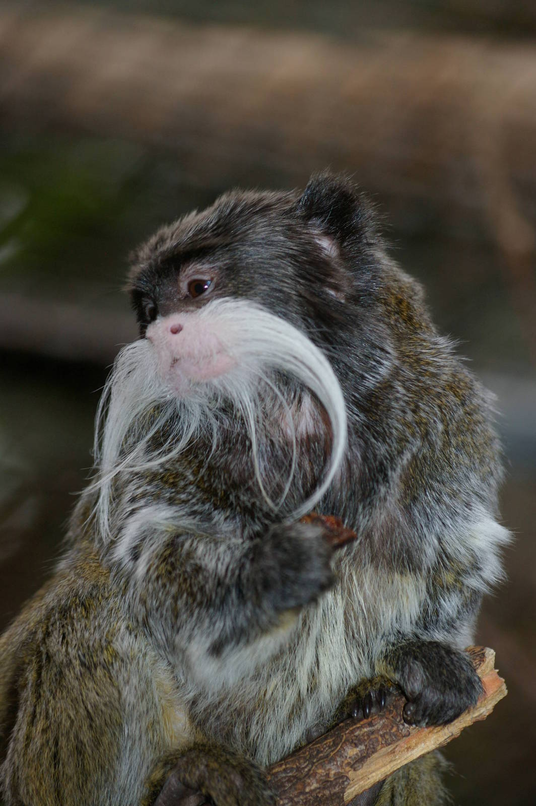 Amsterdam Zoo ("Artis")
