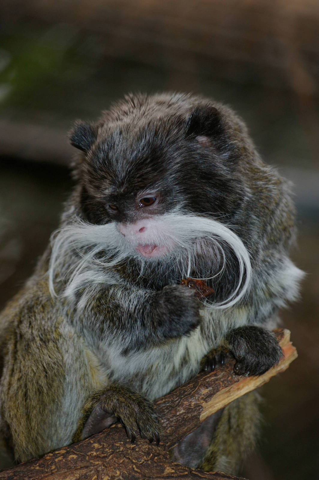 Amsterdam Zoo ("Artis")