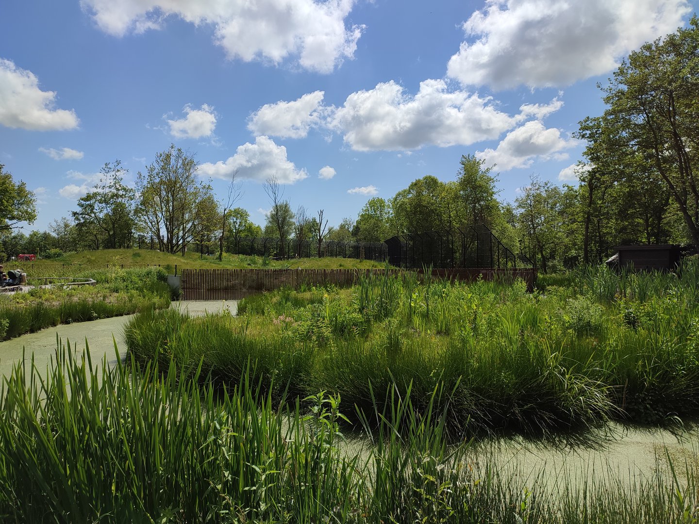 Amur area - future enclosure