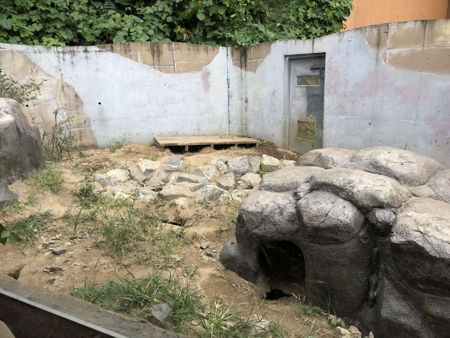 Amur Badger Exhibit