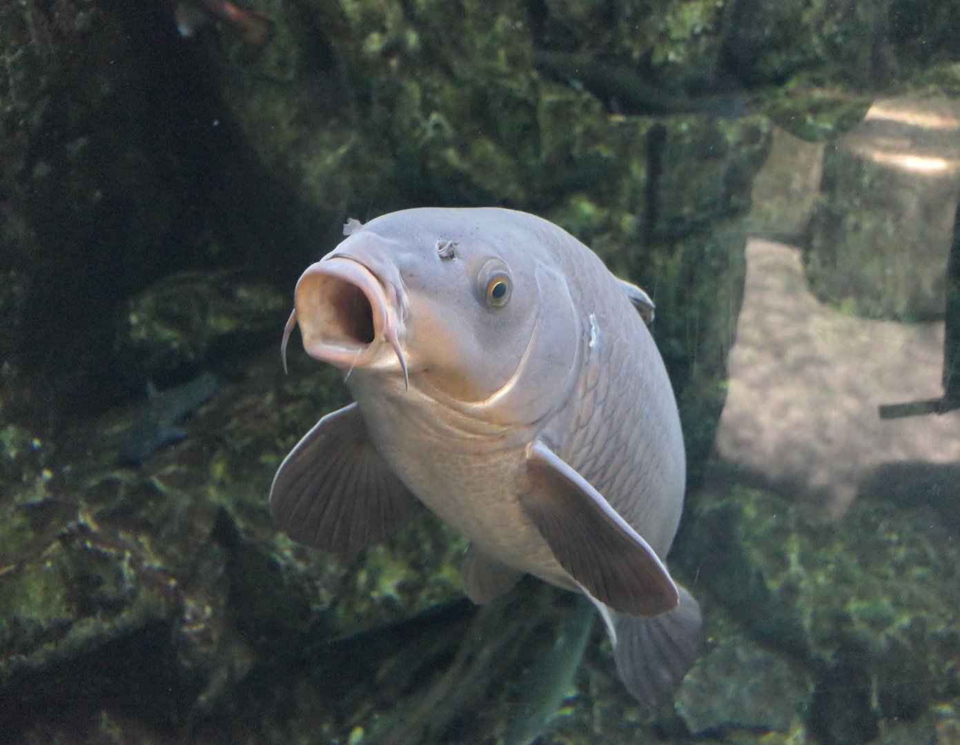 Amur Carp (Cyprinus rubrofuscus)