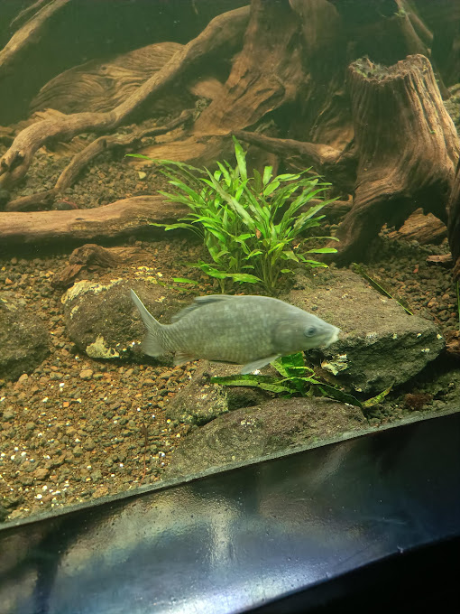 Amur Carp (Cyprinus rubrofuscus)