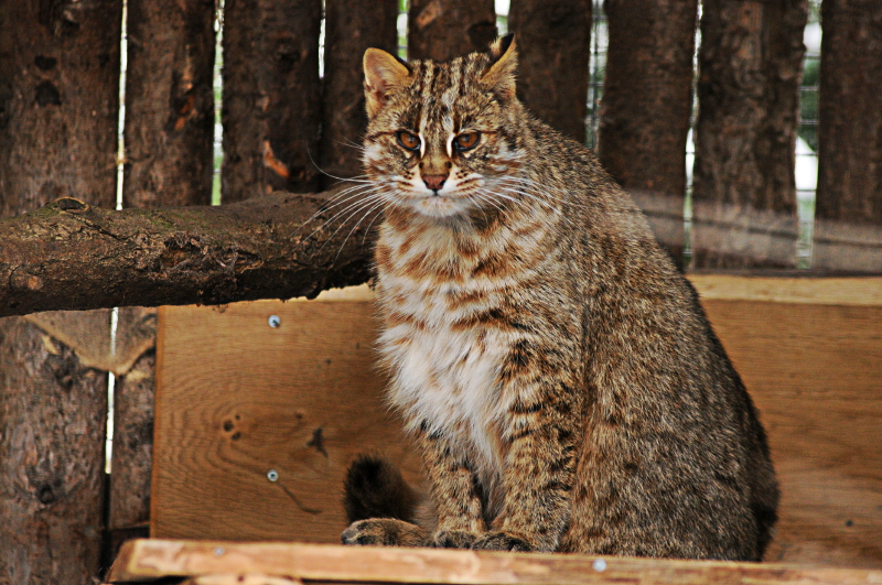 Amur cat at Dortmund zoo