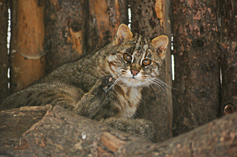 Amur cat at Dortmund zoo