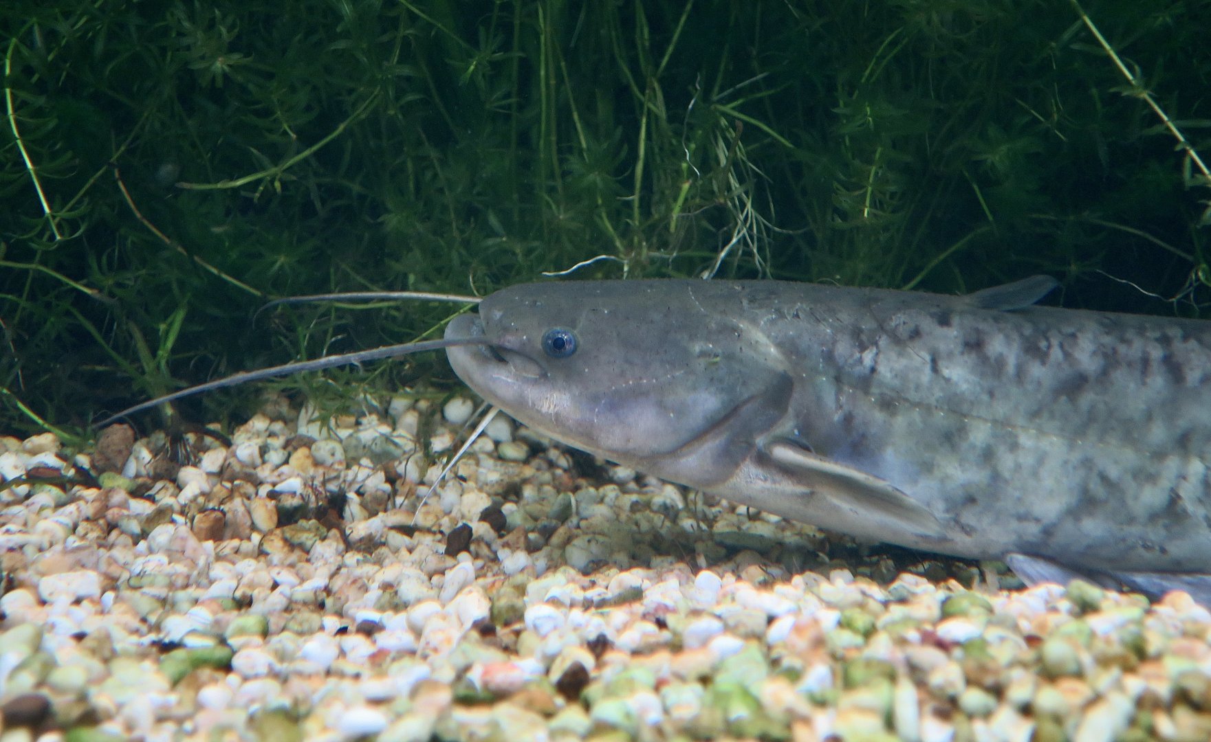 Amur Catfish (Silurus asotus) - Xpark