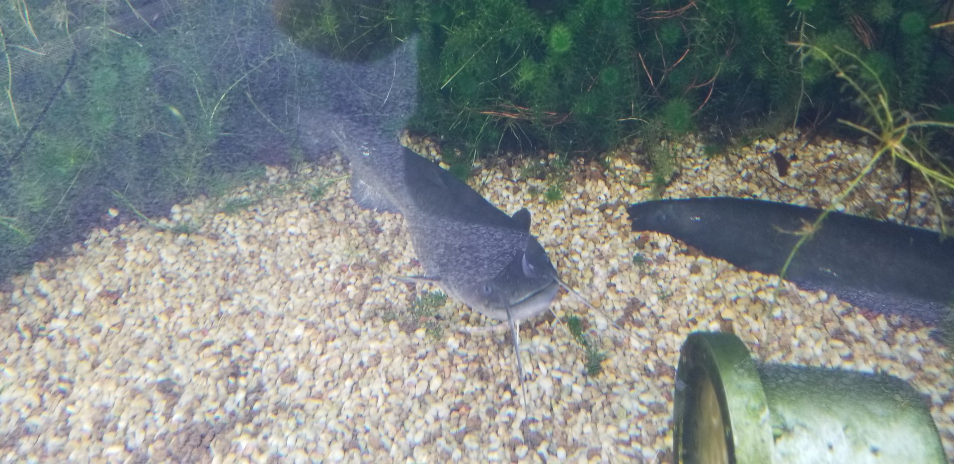 Amur Catfish