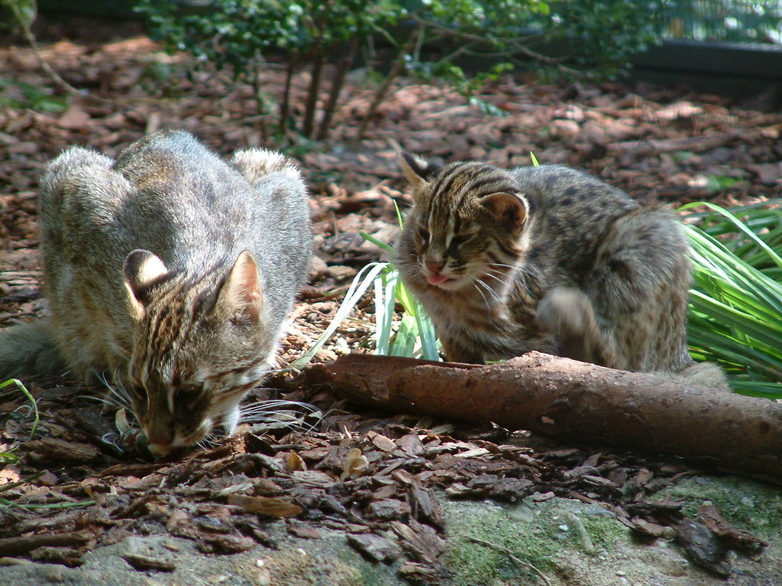 Amur Cats at Dortmund Zoo