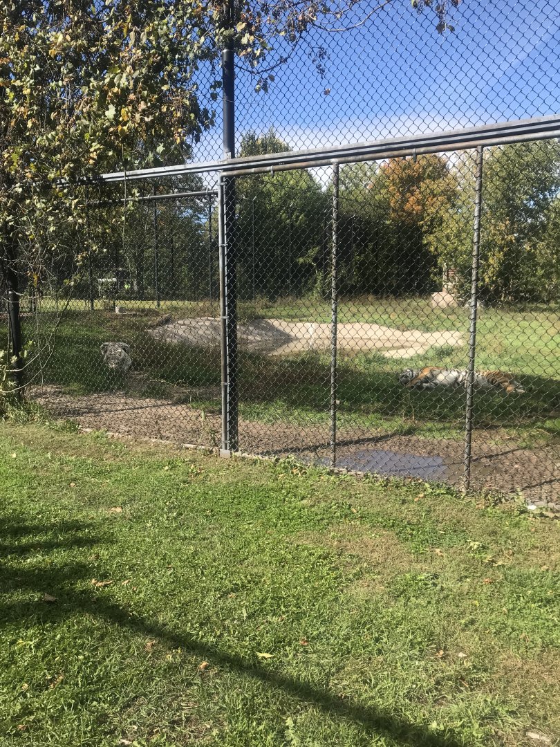 Amur/Generic Tiger Exhibit