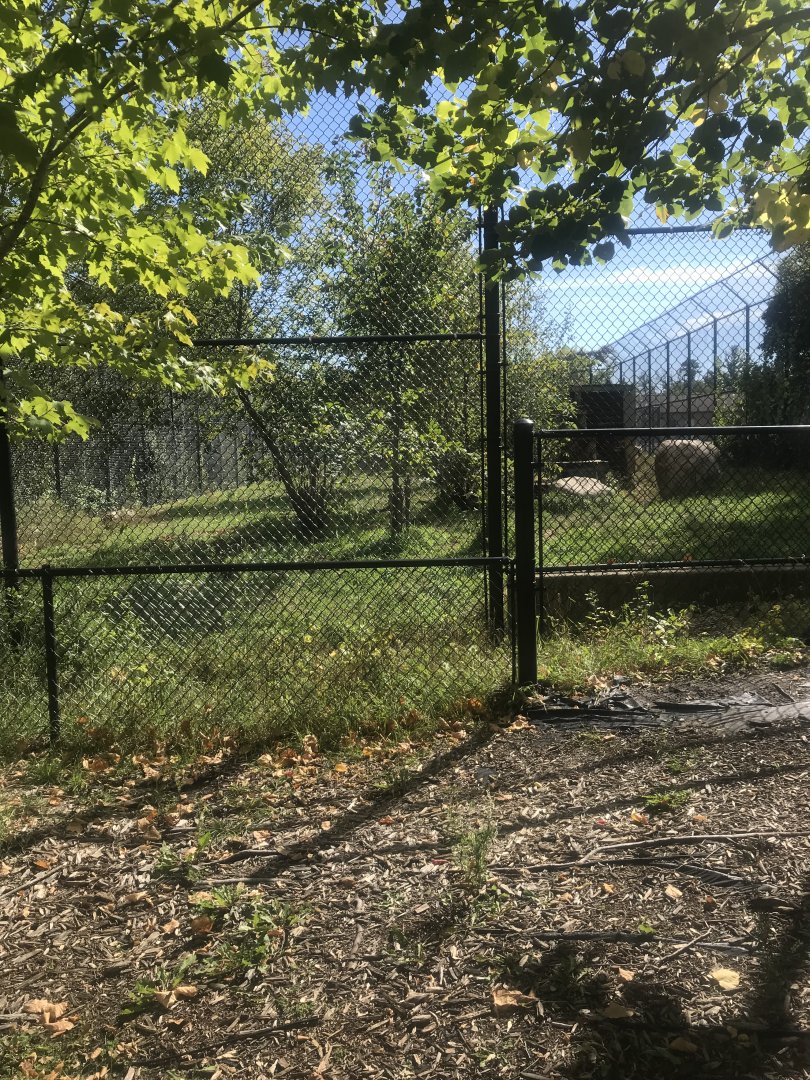 Amur/Generic Tiger Exhibit