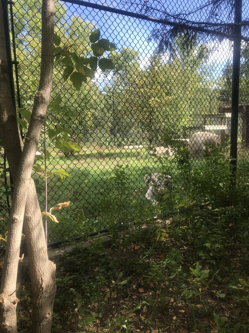 Amur/Generic Tiger Exhibit