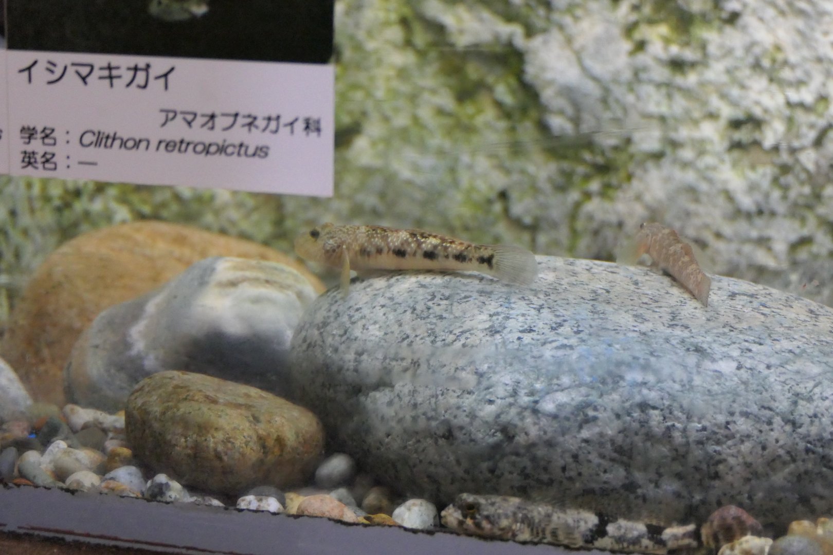 Amur Goby (Rhinogobius similis) - Uozu Aquarium