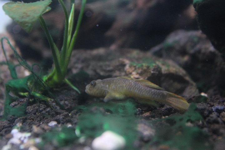 Amur goby (Rhinogobius similis)