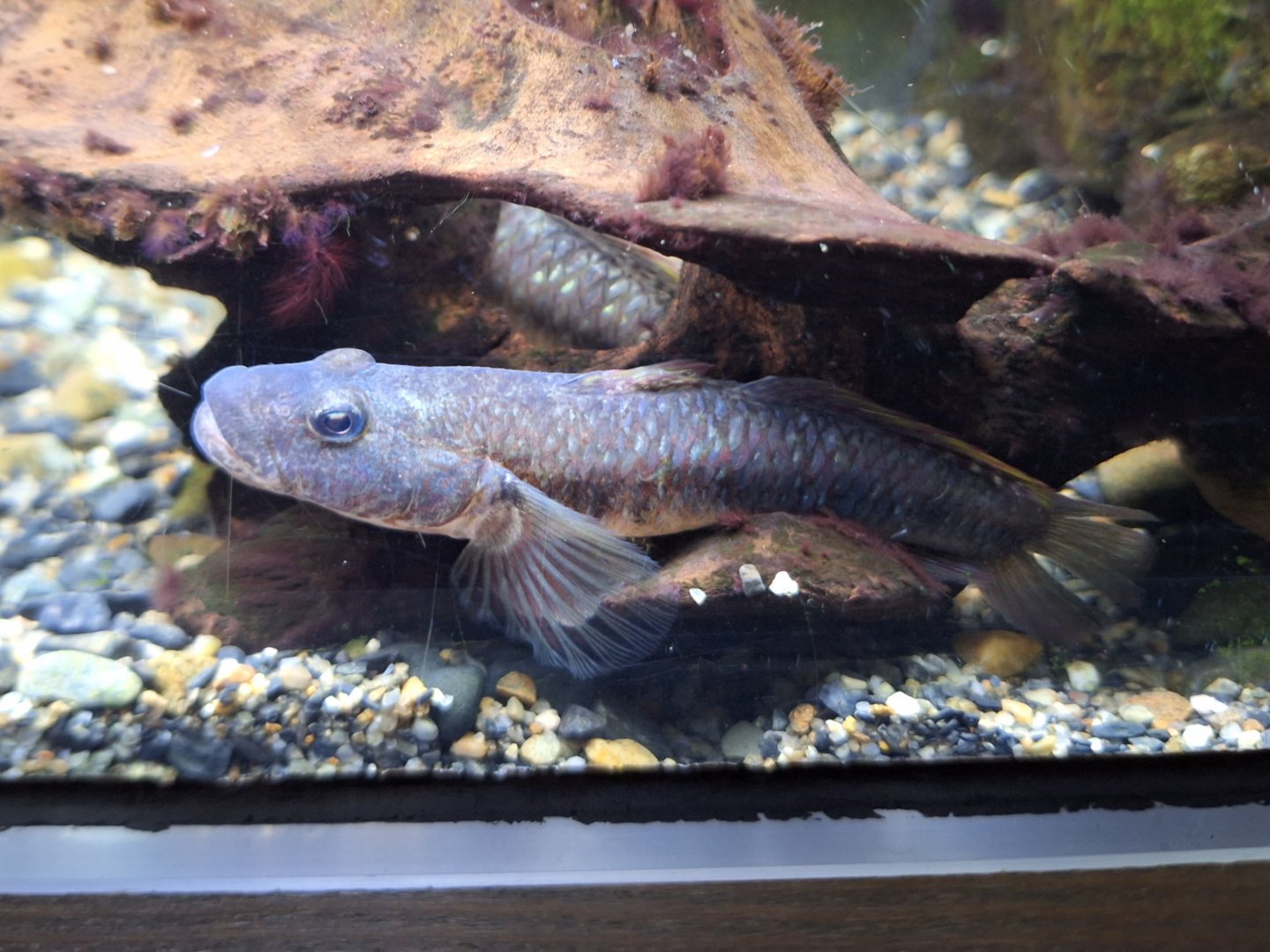 Amur Goby (Rhinogobius similis)