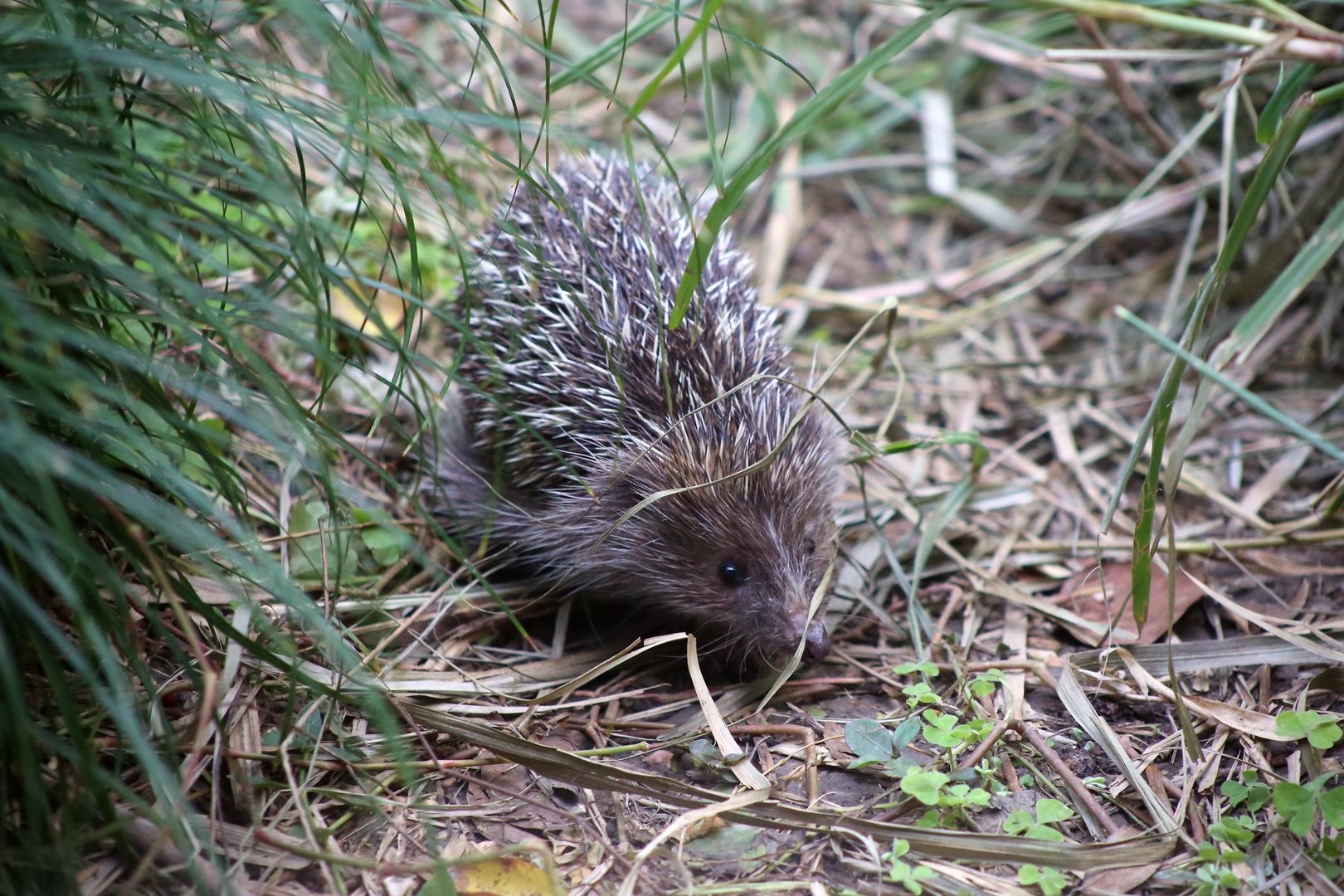 Amur Hedgehog (Erinaceus amurensis)