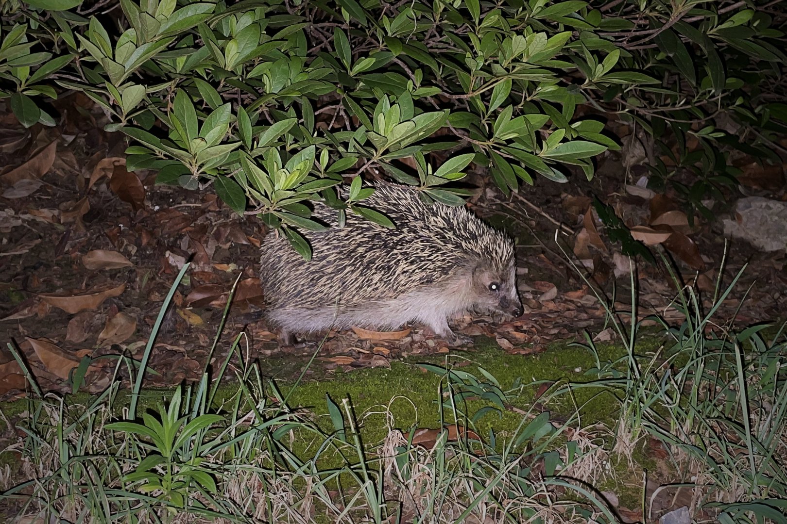 Amur Hedgehog (Erinaceus amurensis)