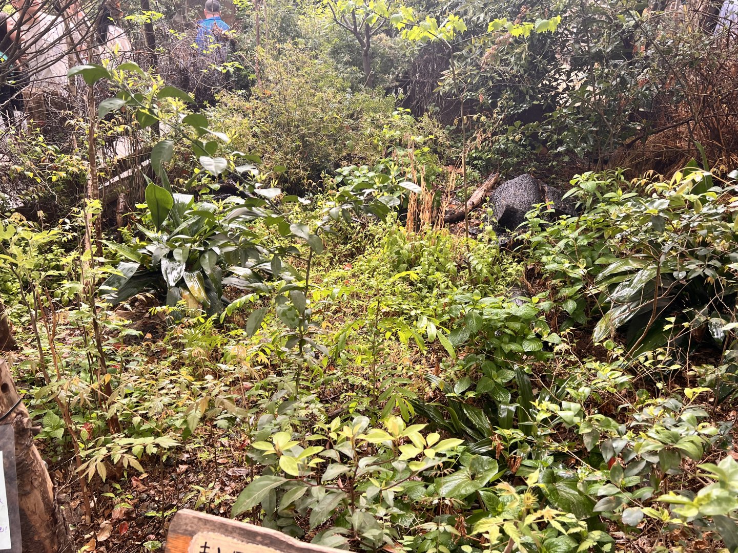 Amur Hedgehog Exhibit